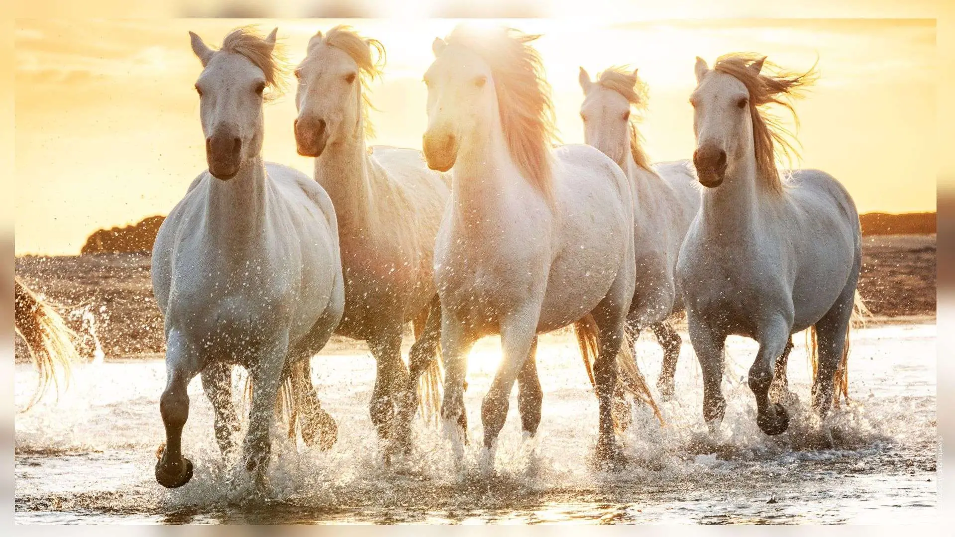 Promenades en calèche, spectacles... La fête du cheval, c'est ce