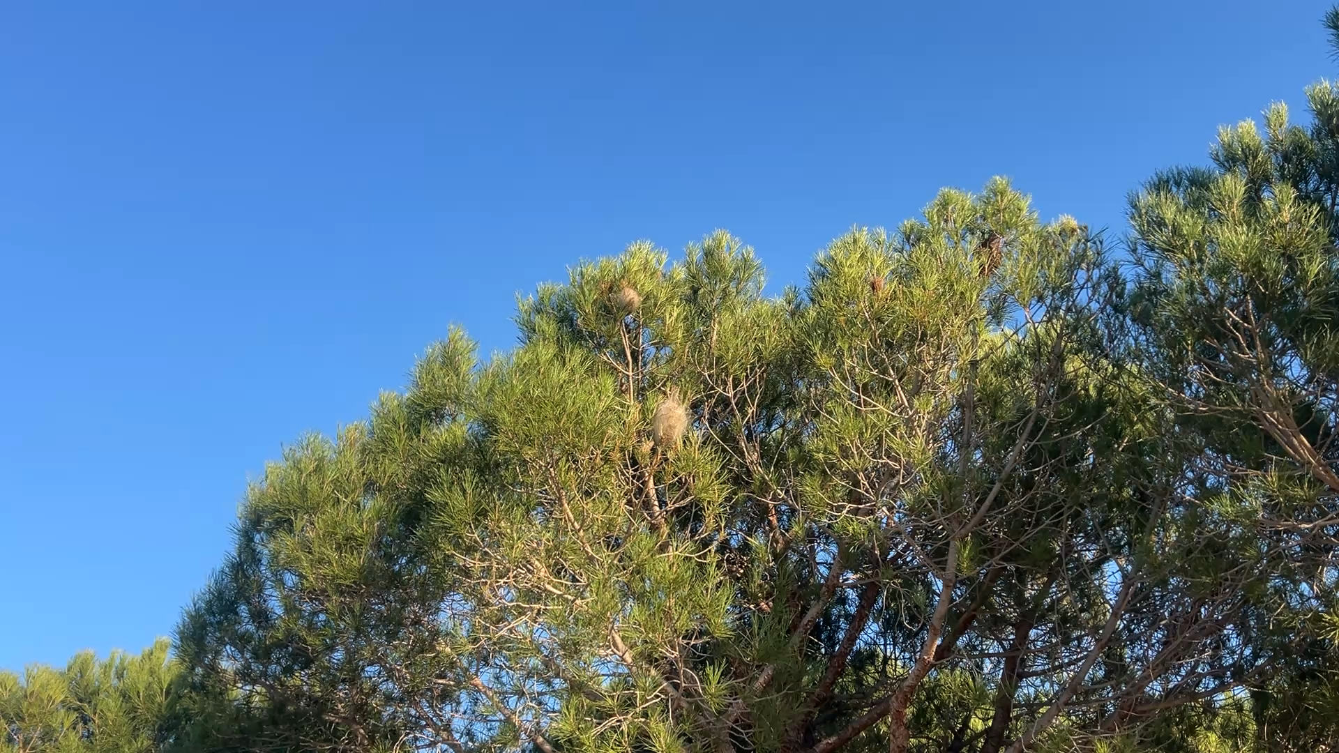 Deux nids de chenilles processionnaires &agrave; Martigues 