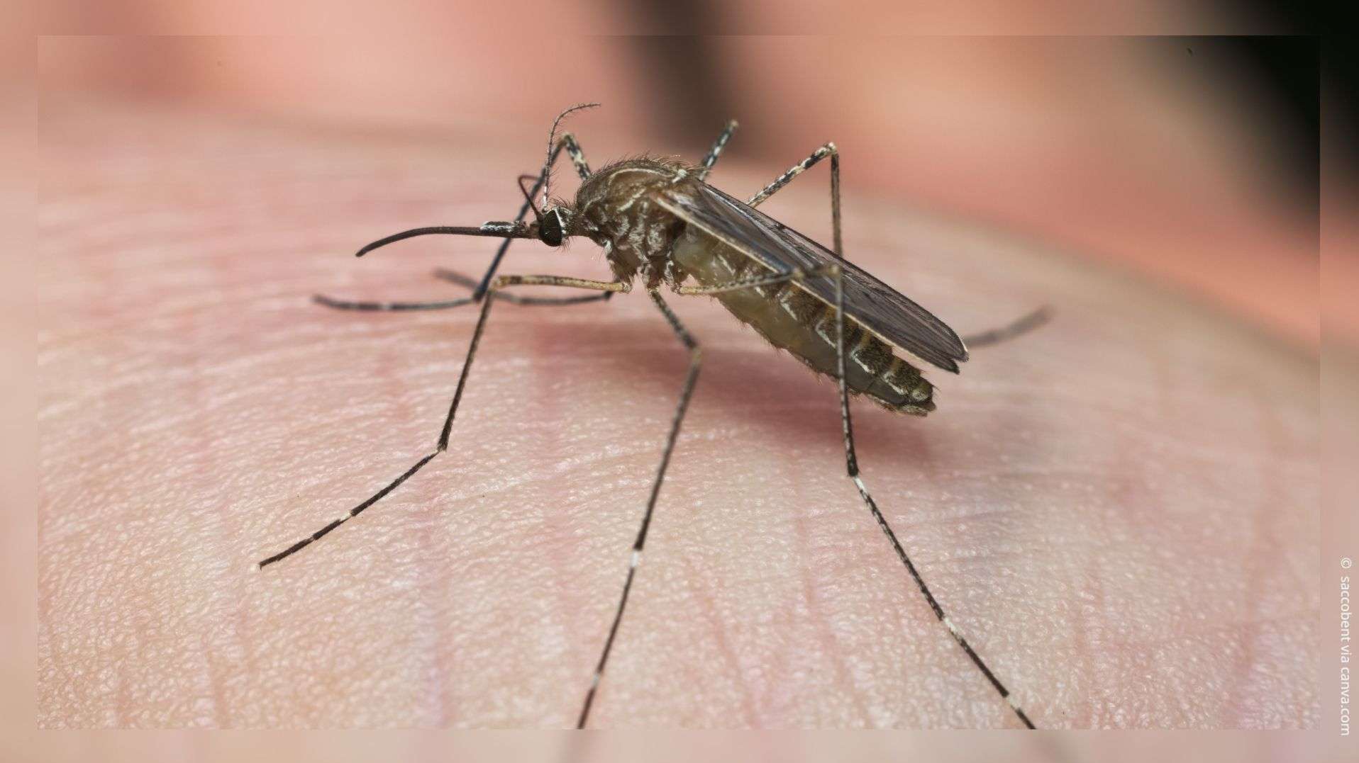 Photo: maritima.fr Alerte Santé en PACA : le virus West-Nile progresse, déjà 10 cas dans les Bouches-du-Rhône
